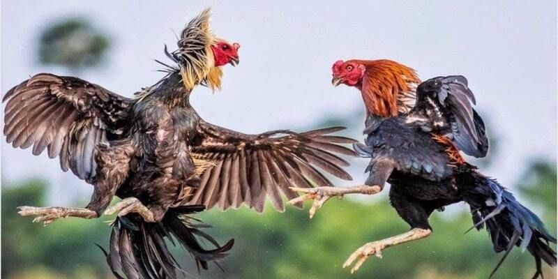 Khám phá cơ bản về đá gà BONGVIP
