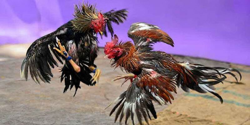 Tham khảo vài loại phổ biến ở sảnh