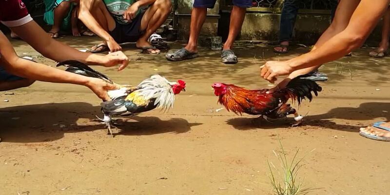 Thực hành và áp dụng thuật ngữ đá gà